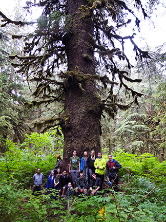 Participants pause to admire the giant old growth trees of Cordova’s coastal temperate rainforest. 