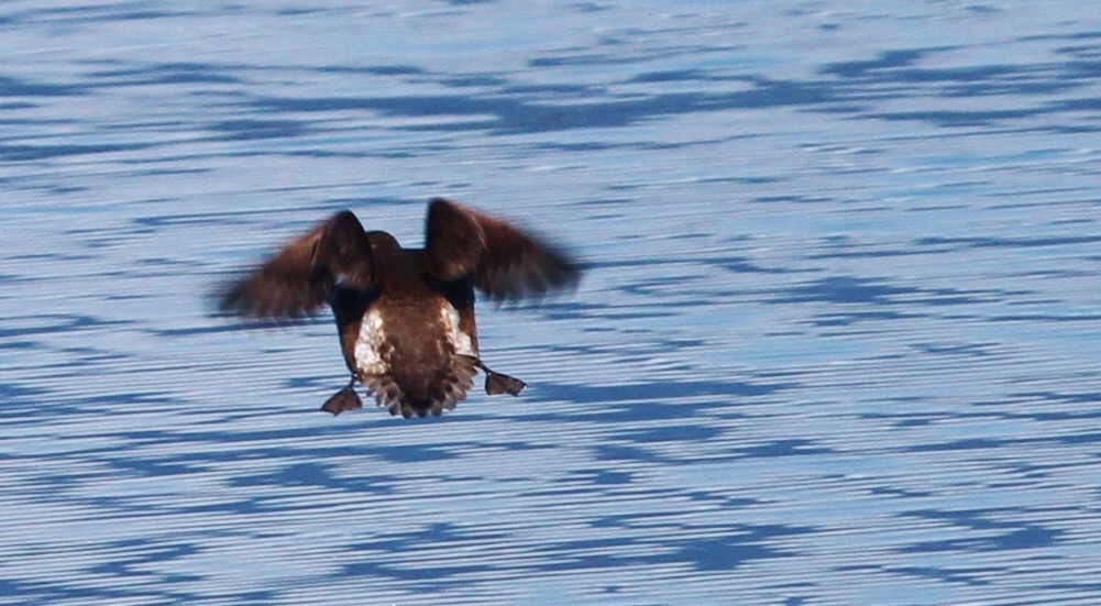 Marbled murrelet reveals its brown tail feathers 