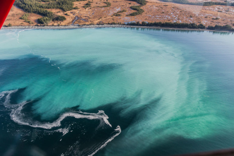 Herring Spawn - Prince William Sound Science Center