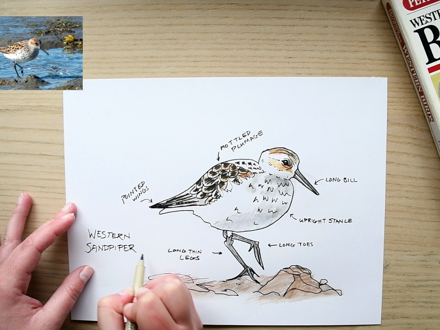 Draw a Shorebird