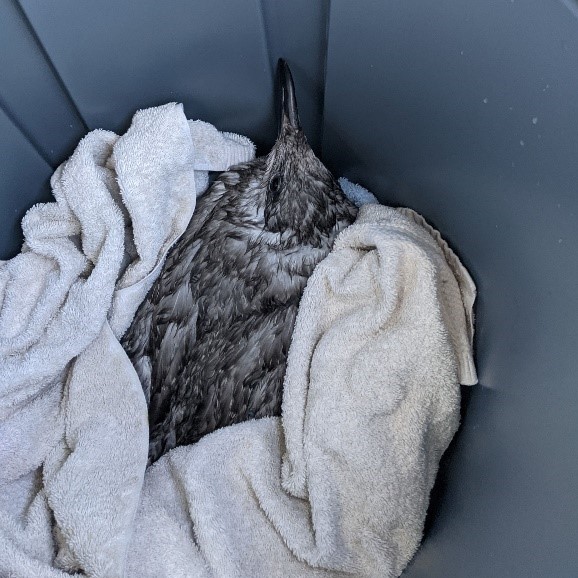 Glaucous-winged Gull Recovering in tote.