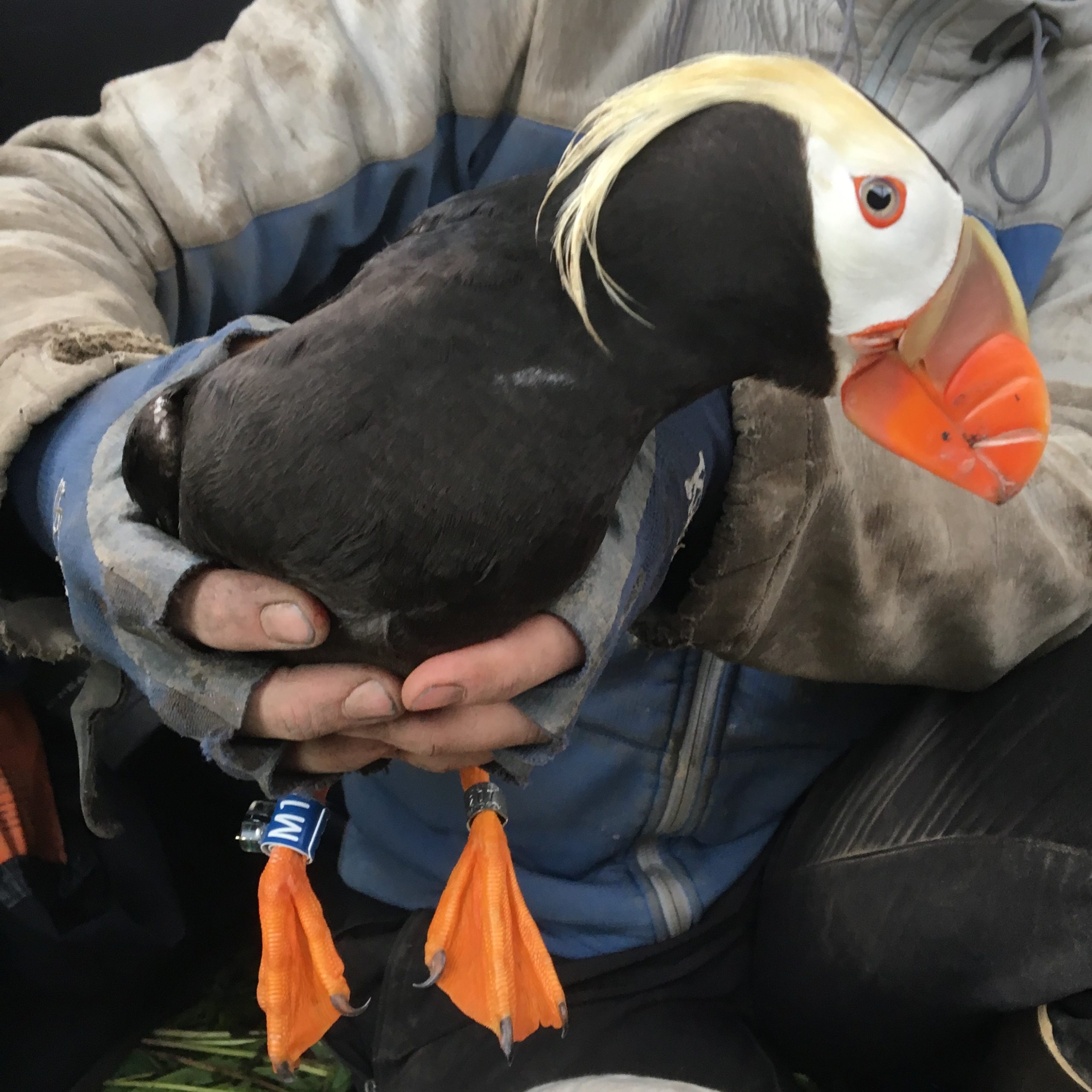Tufted Puffin Research Paper Published