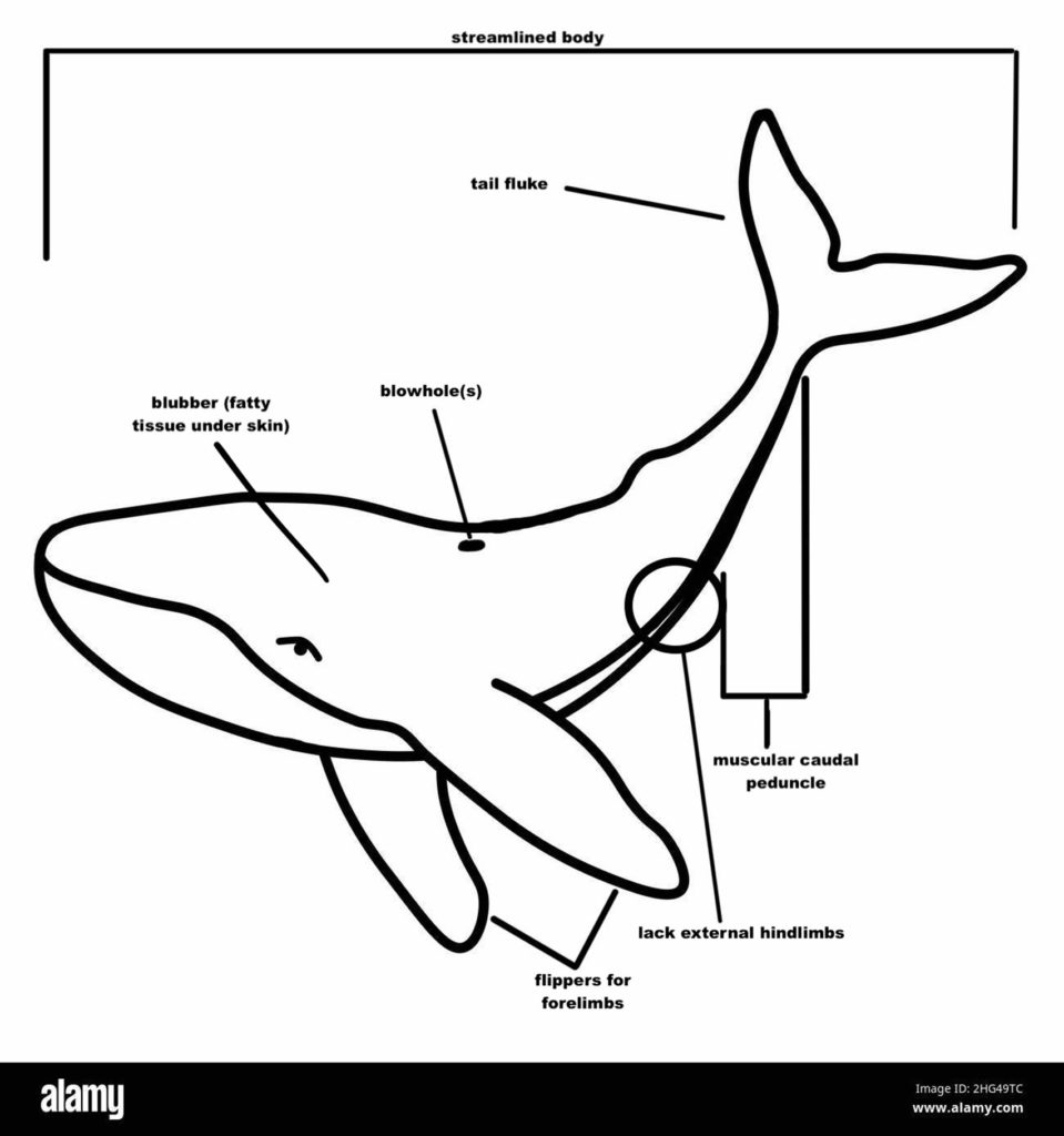 Illustration of whale body