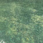 picture of clear ocean water where you can see schooling fish