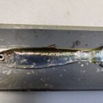 Deceased fish on a grey holding tube