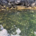 nearshore ocean environment with a school of fish