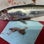Fish and dissected fish stomach
