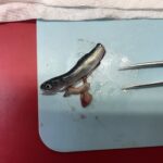 Dissected fish stomach