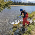 Woman in orange waders transporting baby salmon into yellow buckets along a riverbank.