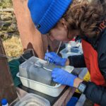 Woman performing surgery on a fish to insert micro acoustic tag.