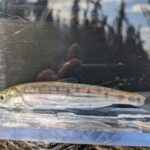 Salmon Smolt. Baby salmon in a tank.