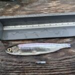 Salmon smolt (baby salmon) being measured with a fine gray ruler. It has a small incision on its mid lower belly area, and an acoustic tag below it on a wooden table.