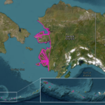 map of alaska representing a survey area. The western coastal side of Alaska is displaying pink marking symbolizing the survey area.