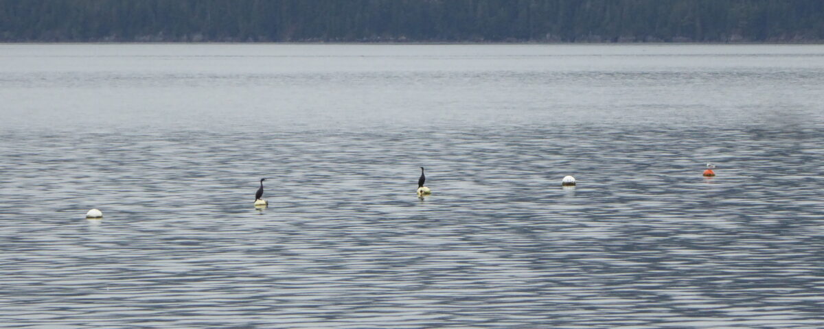 view of ocean water with multiple buoys floating in it. Located on some of the buoys are dark birds (cormorants) and white and grey birds (gulls).