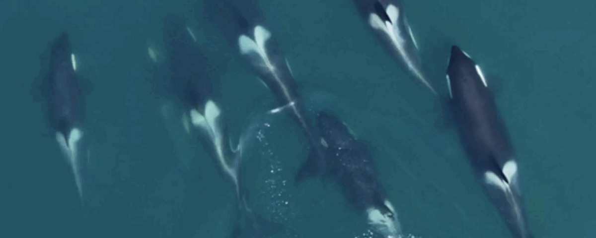 pod of 6 killer whales swimming in the ocean