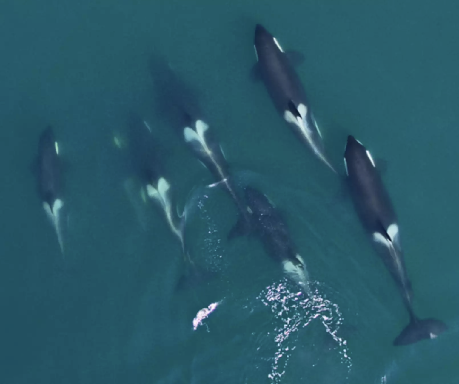 pod of 6 killer whales swimming in the ocean