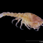 Cumacea, also known as comma shrimp, feed on microorganisms found in the mud and sand in Prince William Sound. These small crustaceans are an important food item of bottom dwelling animals such as cod and halibut.