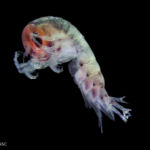 Themisto pacifica is a common amphipod in Prince William Sound and is closely related to sand fleas. These tiny crustaceans are important to the pelagic food web as food for fishes, seabirds, and marine mammals.