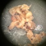 Contents of salmon stomach