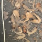 Contents of salmon stomach spread out for counting