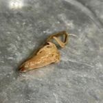 Juvenile salmon stomach