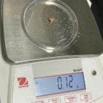 Weighing contents of salmon stomach