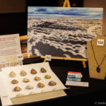 A banquet table in black cloth with a can of kelp pickles, a print of gull eggs, a print of flight patterns and a necklace.